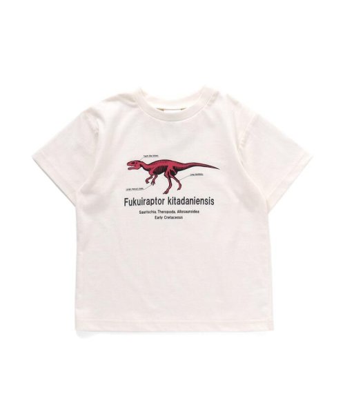 福井県立恐竜博物館コラボ 恐竜フラッシュtシャツ コドモ ブリーズ Breeze D Fashion