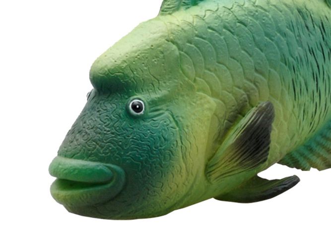 シネマコレクション cinemacollection 海洋生物 ナポレオン