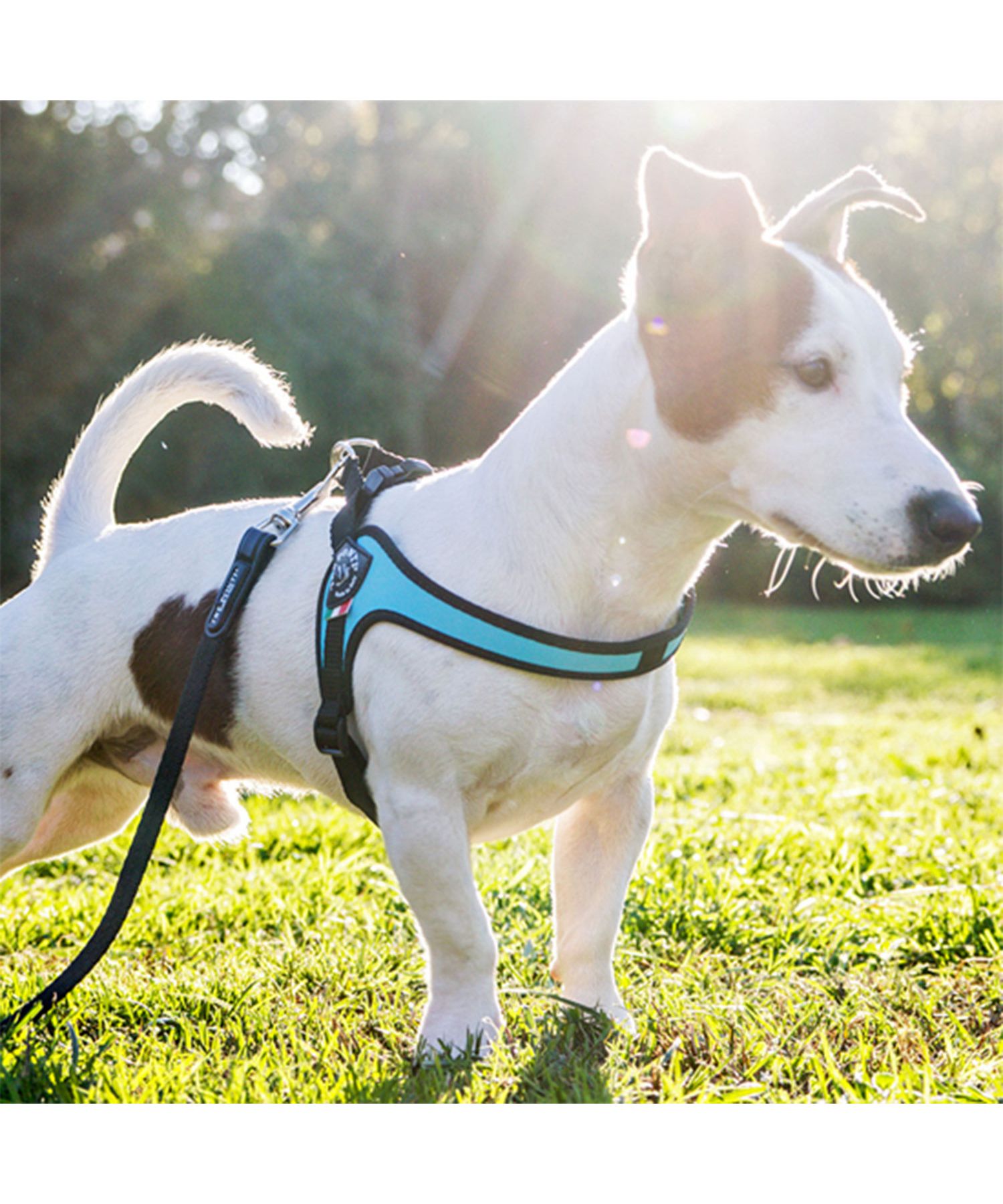 トレポンティ TRE PONTI トレポンティ TREPONTI ハーネス 犬