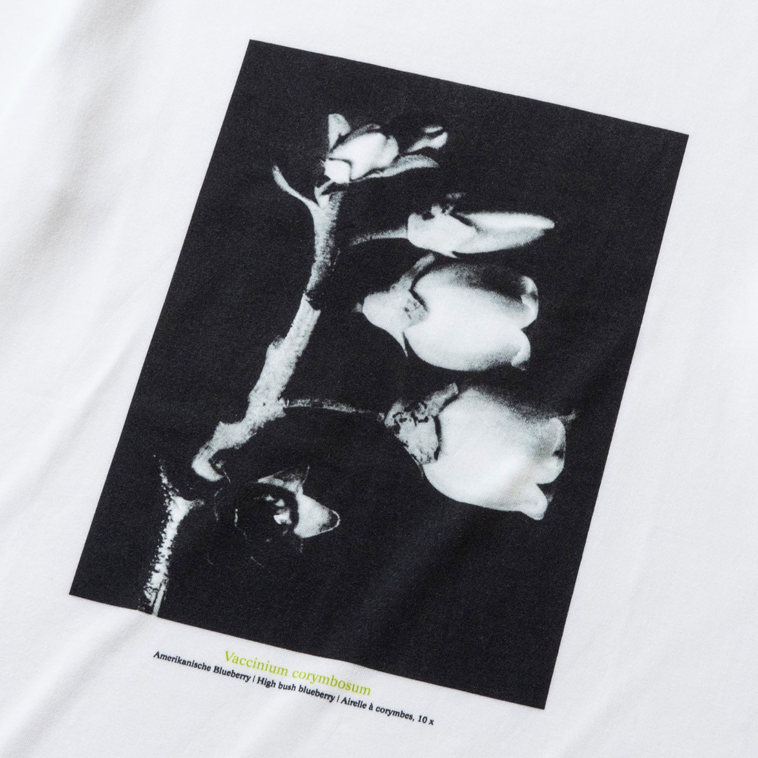 tシャツ Kinetics WOMEN Vaccinium corymbosum（キネティクスウィメン バクシニウム コリボーサム） レディース キネティクス Kinetics バクシニウム コリボーサム（Vaccinium