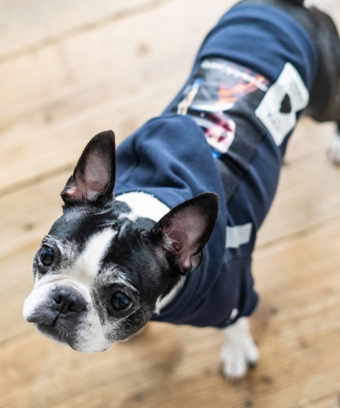 少女 絵画 犬用ペット服の人気商品 通販 価格比較 価格 Com
