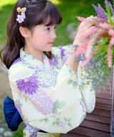 その他系9(しぼり巻帯×藤菊)