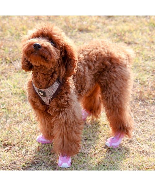 セール 犬 靴 犬靴 犬用靴 ドッグシューズ スニーカー 夏 肉球やけど防止 履かせやすい くつ 秋 冬 秋冬 冬服 毛抜け防止 毛落ち防止 おしゃれ 可愛い 女の子 はっぴーdog Happy Dog D Fashion