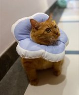 パープル