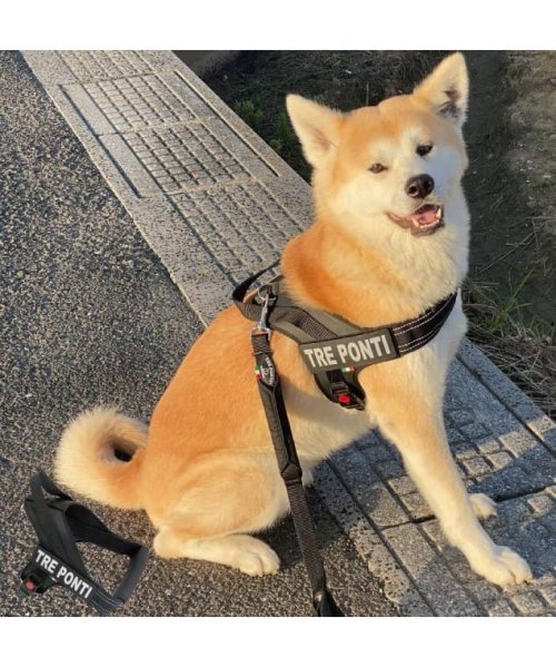 中大型犬用 フラッシュ ライン ハーネス 中大型犬用 中大型犬用 D Fashion