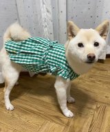 グリーン(30)
