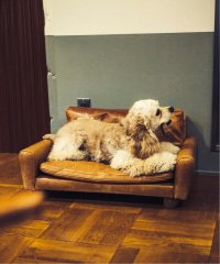 ACME Furniture/FRESNO FOR DOG－S フレスノ ドッグ ペット用ソファ/505779959
