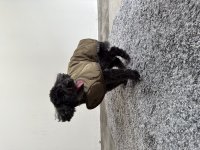PUFF/パフ PUFF PET QUILTING VEST（ブラック） 【返品不可商品】/507694320