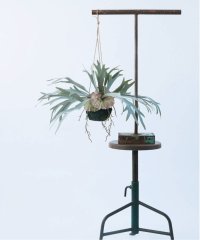 JOURNAL STANDARD FURNITURE/【Brown./ブラウン】 ビカクシダ ハンギングボール 46 フェイクグリーン/507730249