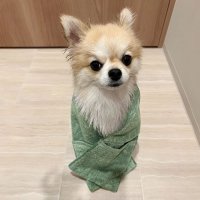 sankyoshokai/サンキョウショウカイ 三京商会 瞬間吸水ペットタオル 【返品不可商品】【返品不可商品】/508219215