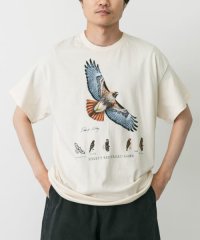 URBAN RESEARCH DOORS/LIBERTY GRAPHICS　Sibleys Red－tailed Hawk/508367369