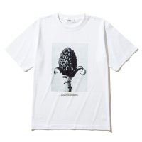 Kinetics/キネティクス Kinetics ペタシテス オフキナリス（Petasites officinalis）/508402007