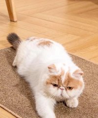 ALWAYS/アイモハ aimoha aimoha home/ペット用 爪とぎマット 【返品不可商品】/508441893